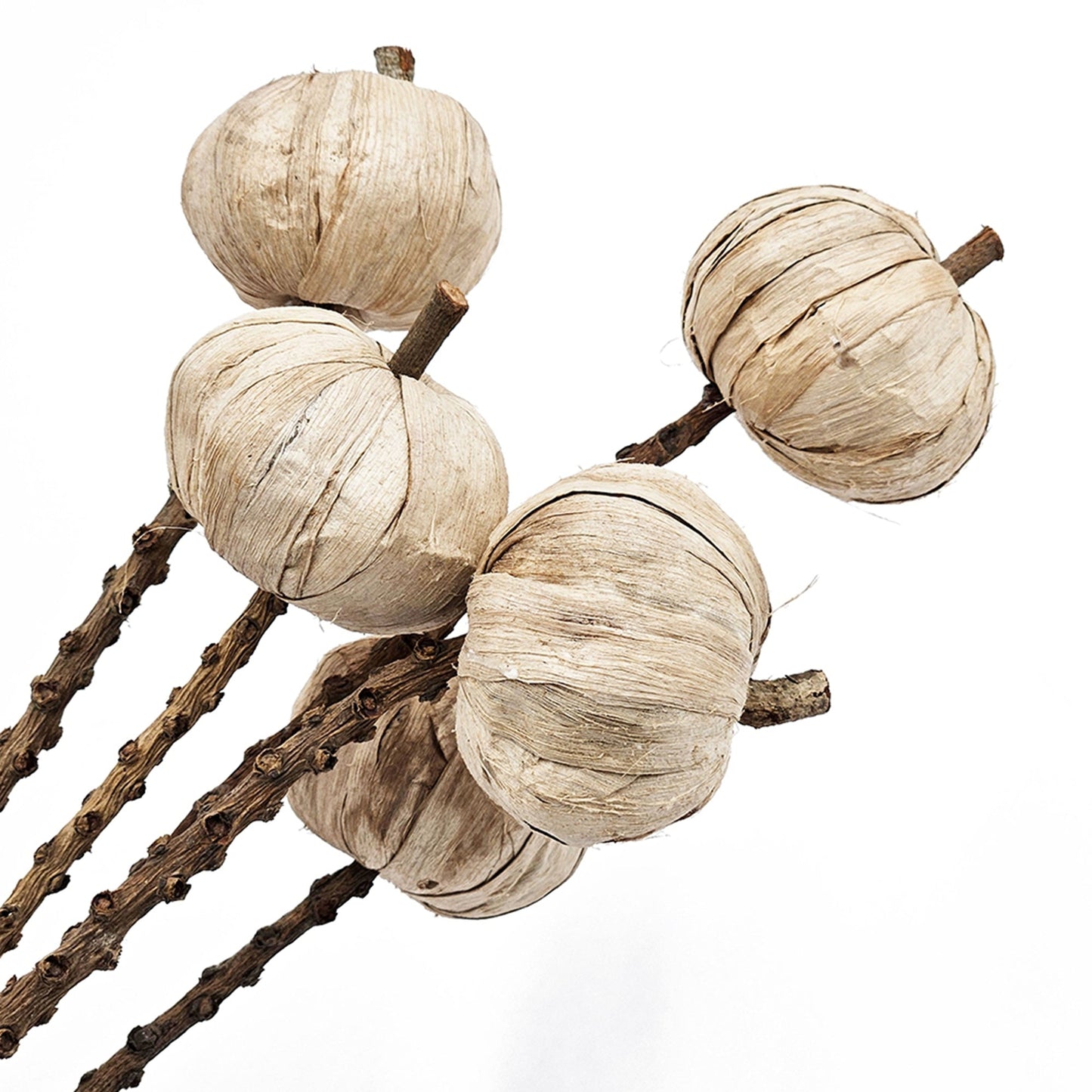 Set of 12, 23.5'   5Pcs/Bunch Pumpkin Pod Twig Stem